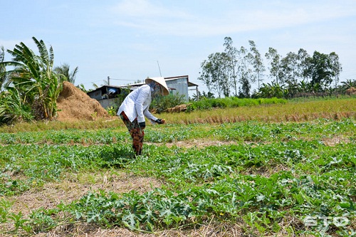 Dong_bao_Khmer_huyen_Thanh_Tri__tinh_Soc_Trang_vui_don_Tet_Chol_Chnam_Thmay